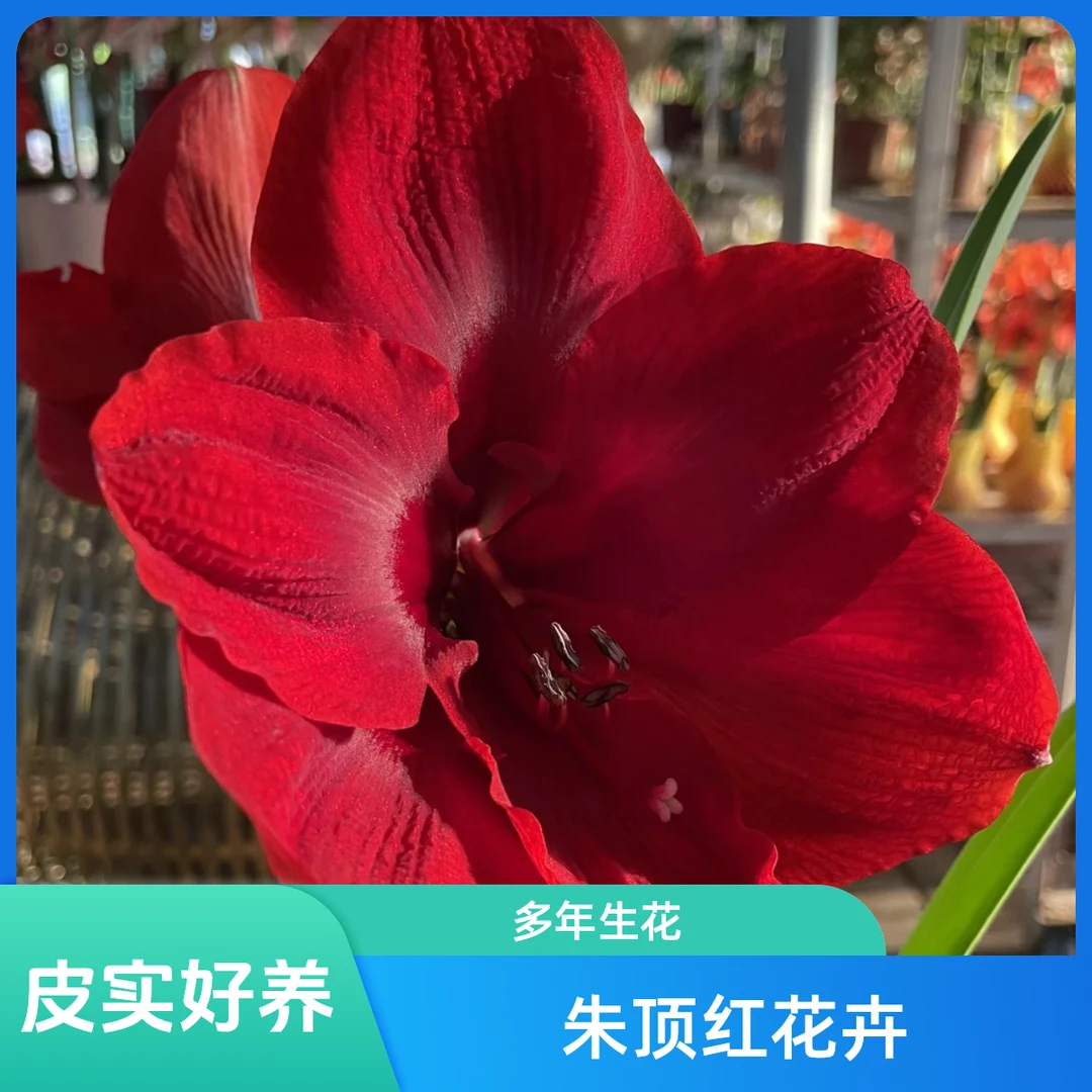 朱顶红【法拉利】单瓣 皮实好养多年生室内外花卉