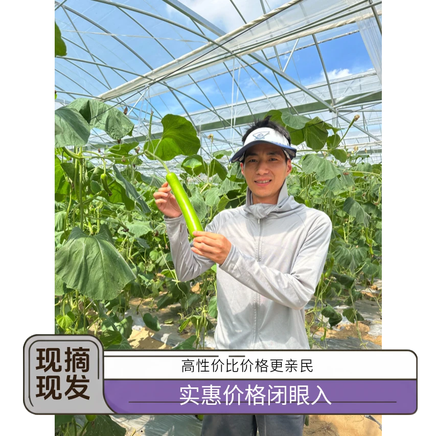 怀宁猫山农场鲜蔬组合套装（现摘现发，京东包邮）