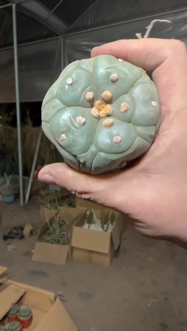 【实生根】 龟甲兜