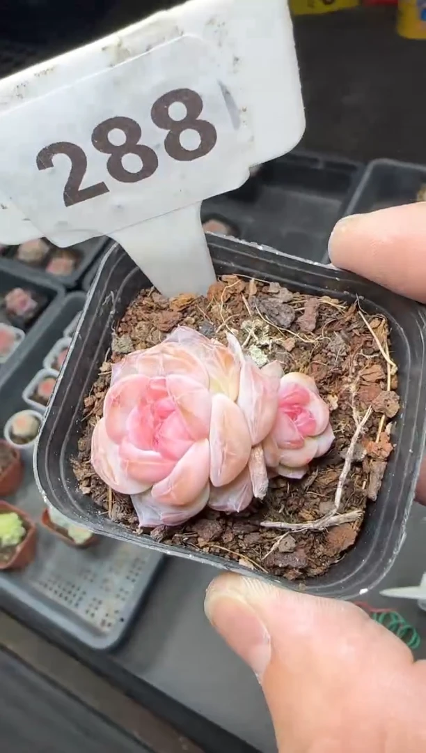 【闪购商品】一物一拍0210—288