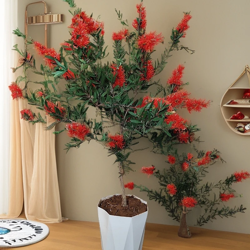 8红千层树苗植物盆栽室内花卉绿植耐寒钱串子柳毛绒花庭院绿化