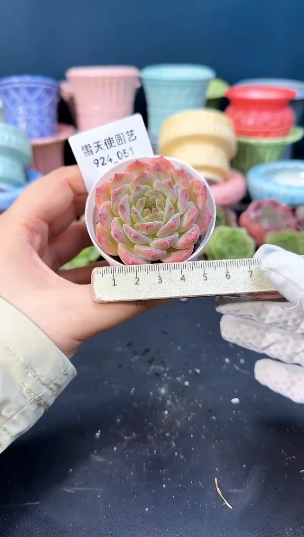 924-051青山（冠幅5cm）