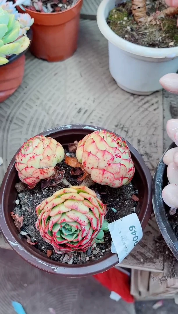 09049多肉植物一物一拍