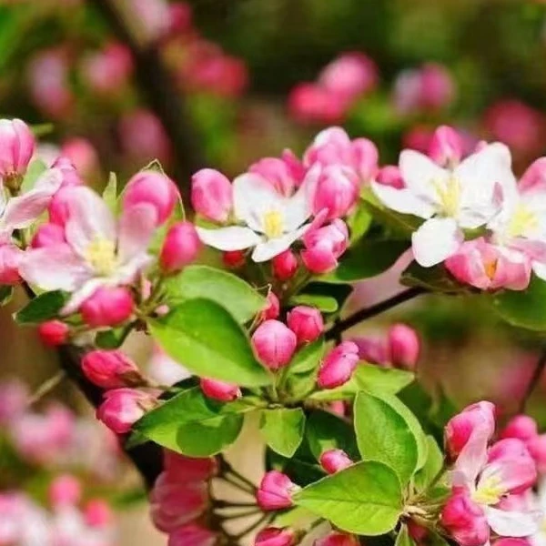 庭院花卉西府海棠花适合南北方种植