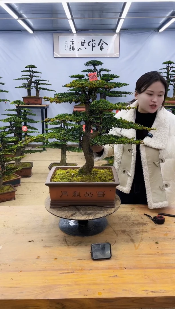 【闪购商品】高端盆景一物一拍，所见即所得