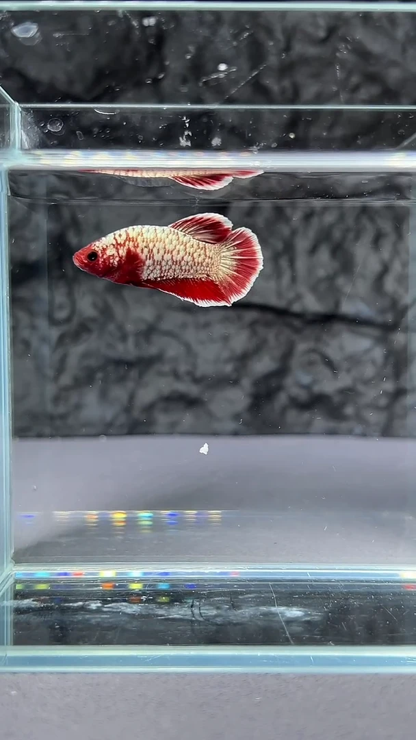 斗鱼竞拍链接A009