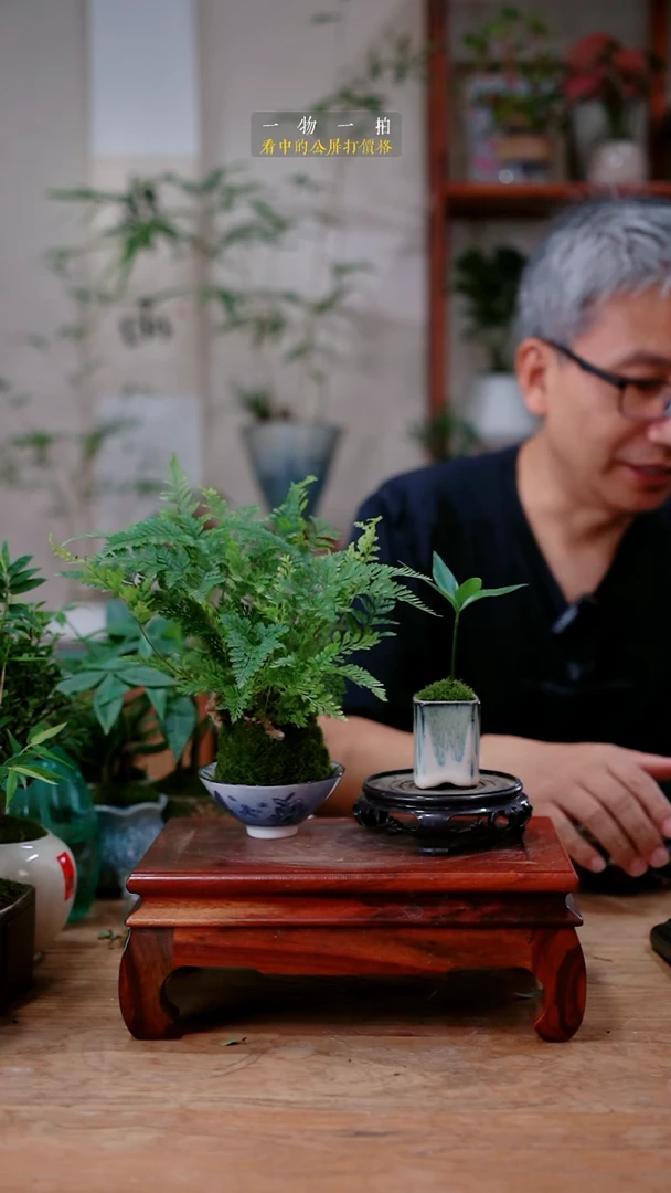 不开花植物浓*谷狼尾蕨+竹柏390