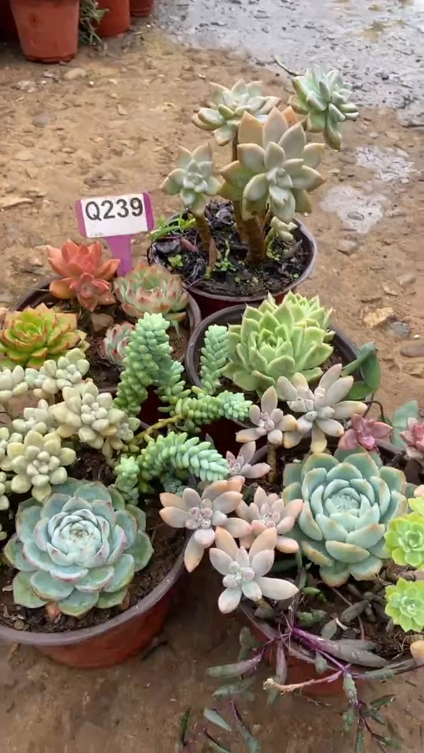 Q239多肉组合默认脱土发货