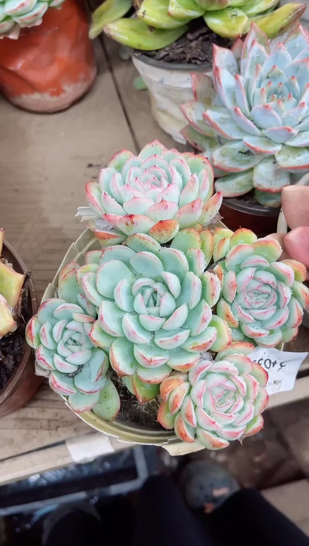 葵*024039多肉植物一万一平