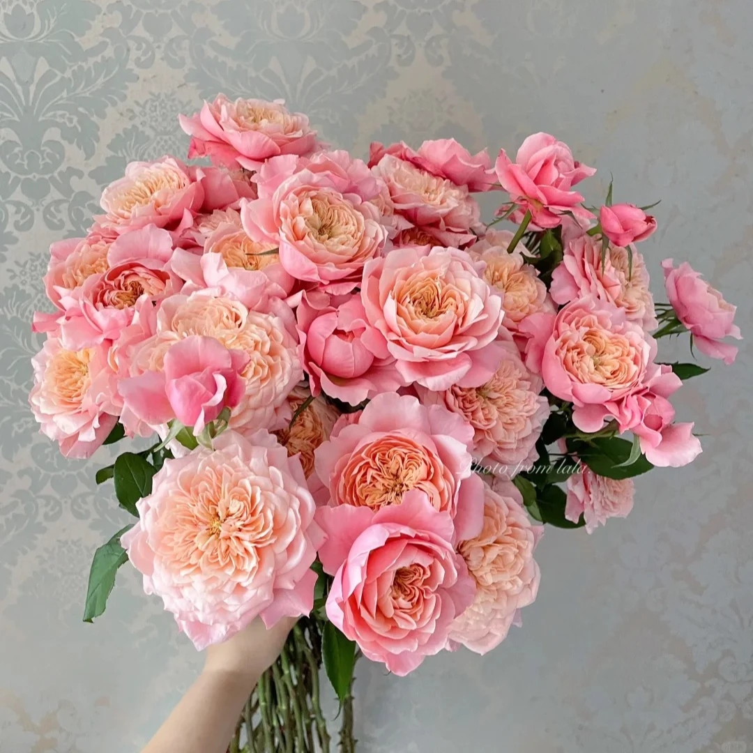 【美琴】10枝多头玫瑰  全场任意满两单及以上顺丰包邮包邮 明天送到家