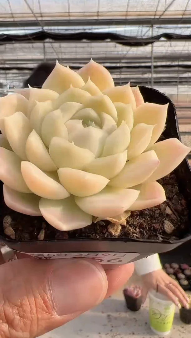 【闪购商品】新款多肉-256