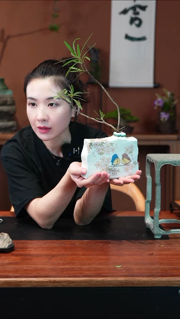 无花朵水培栀子花盆景