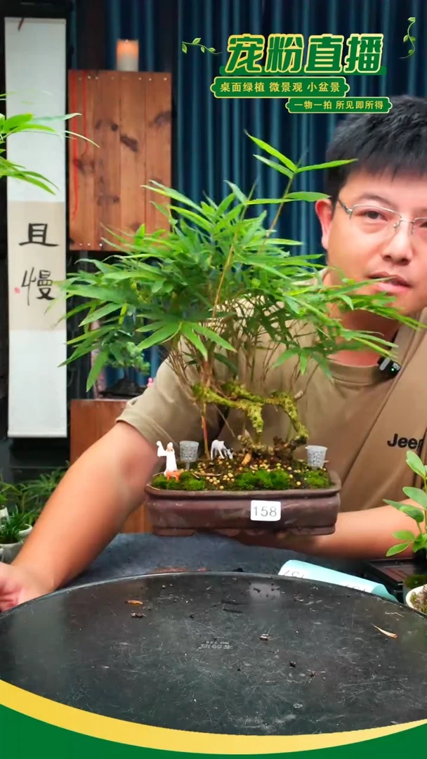 无花朵默**林苔藓微景观158号