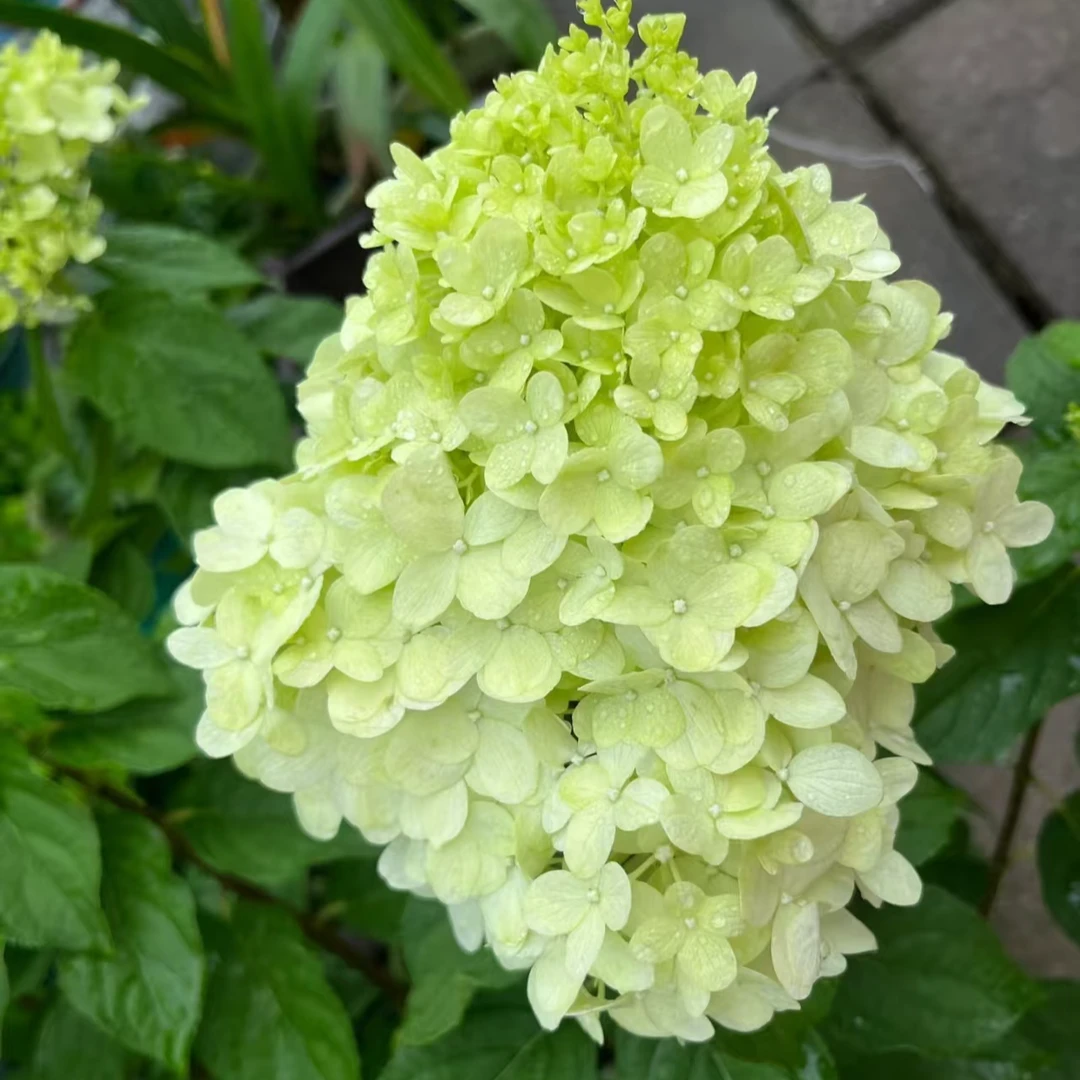 圆锥绣球北极熊 初期白色秋色为粉色 3加仑 （张）带花苞发货