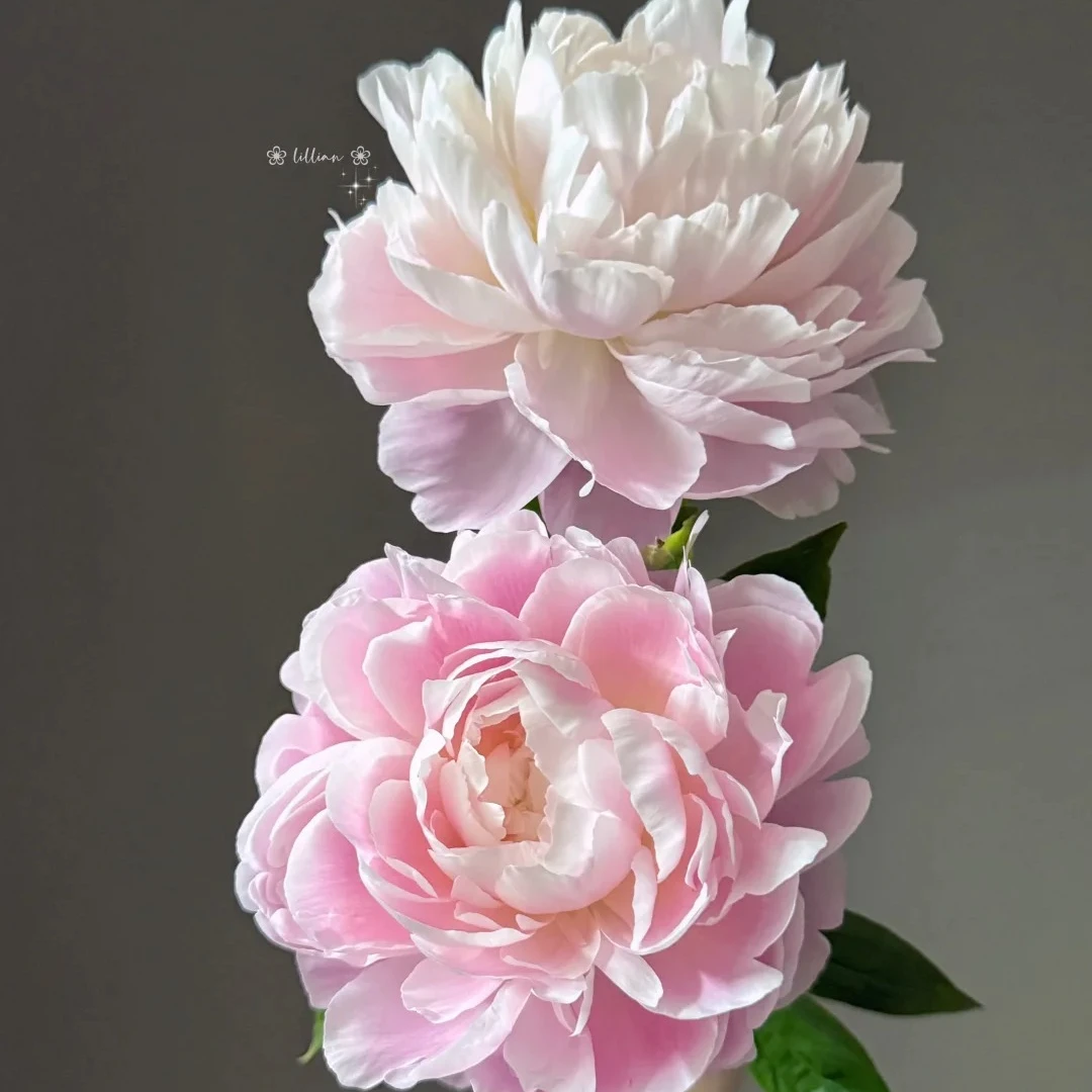 【罗斯福夫人】高端芍药苗粉色盆栽阳台庭院花园 包对版包正版