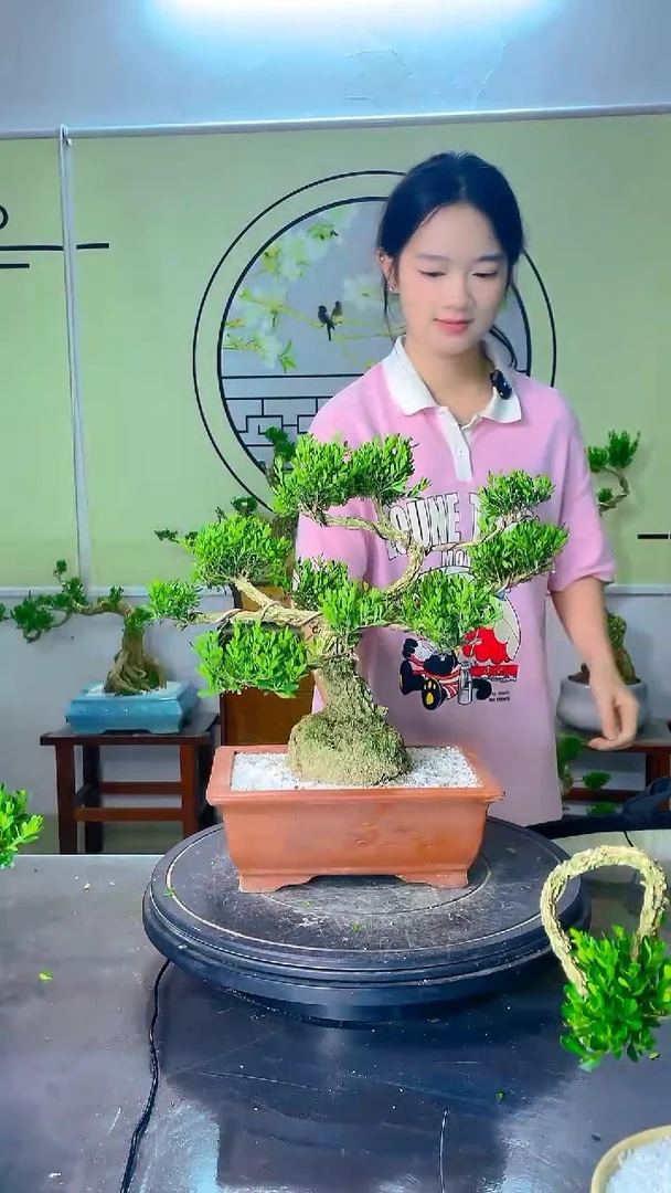 不开花植物广东雀舌皱皮黄杨盆景