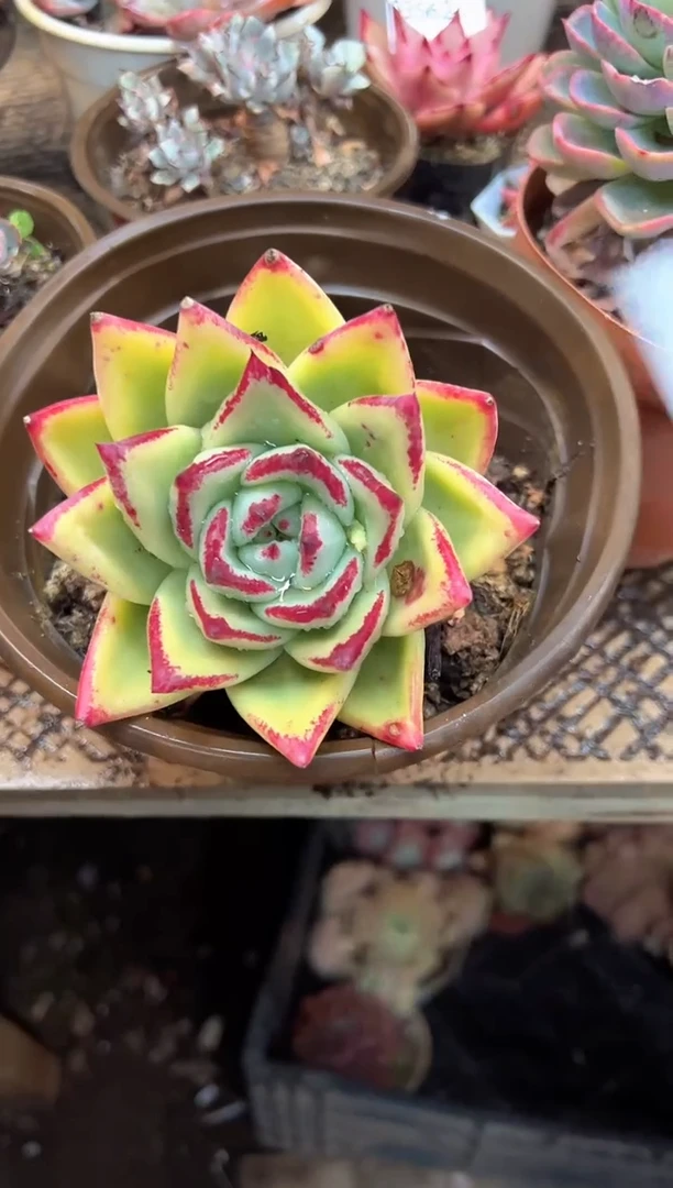 A****e多肉植物一物一拍03564