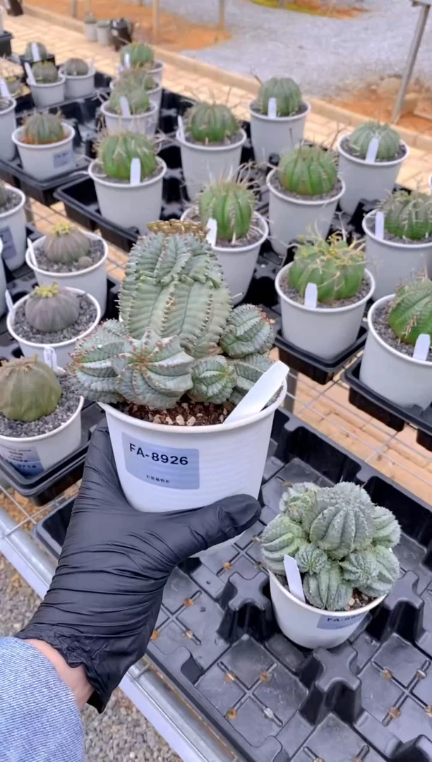 【闪购商品】红陶魁伟玉FA-8926