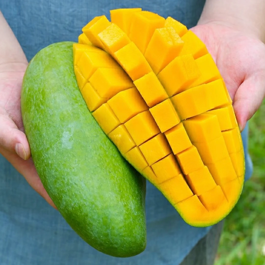 【催熟放软食用】青皮金煌芒当季新鲜孕妇水果青皮甜芒