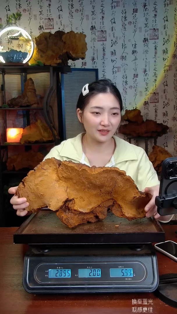 松针层孔菌中国大陆【藏区】松树桑黄（5.03斤）70-80年份