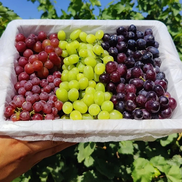 【顺丰冷链】新疆吐鲁番三色葡萄4斤新鲜水果 多仓发货