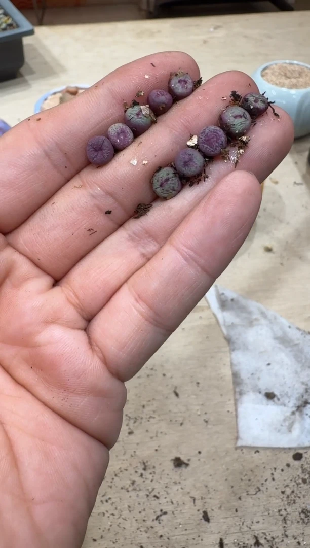 空**?7-498多肉植物肉锥