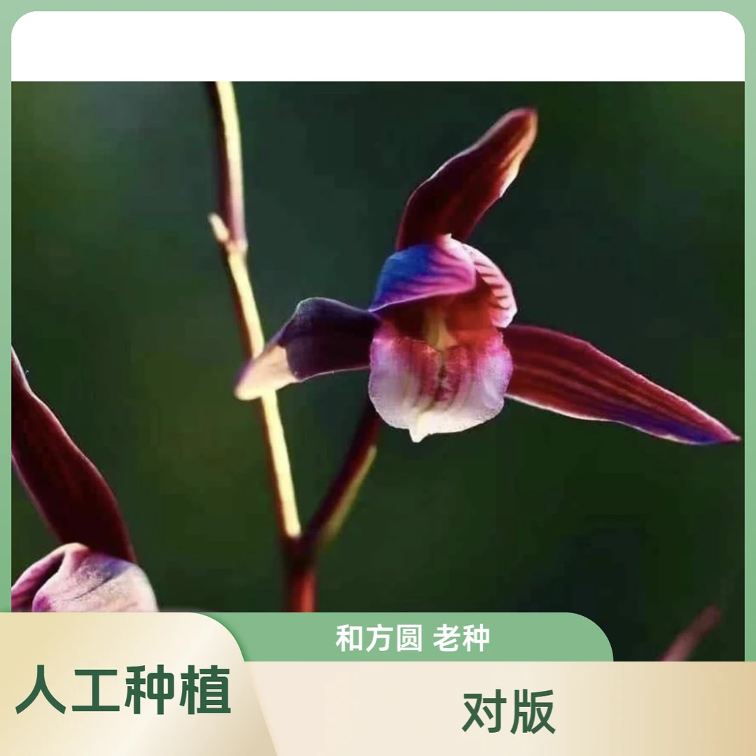 【和方圆】寒兰名品 国兰老种2苗 花开浓香 好养易活 对版 人工种植