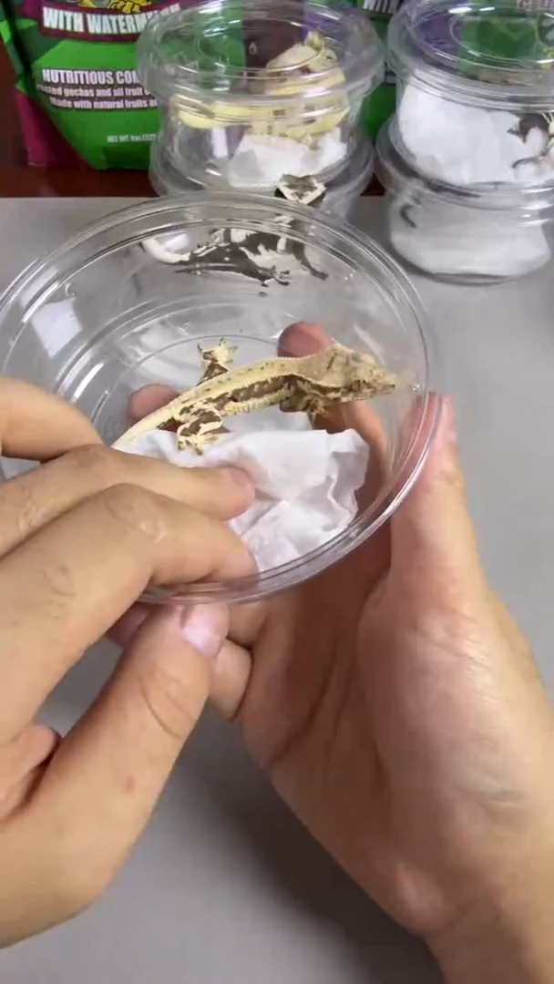 睫角守宫捷角守宫莉莉白