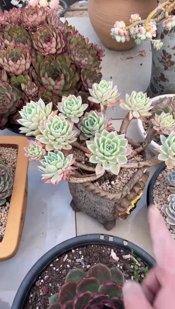 【闪购商品】64三色堇