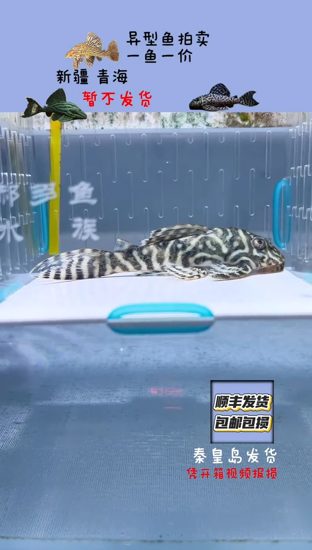 清道夫9不包入缸损28