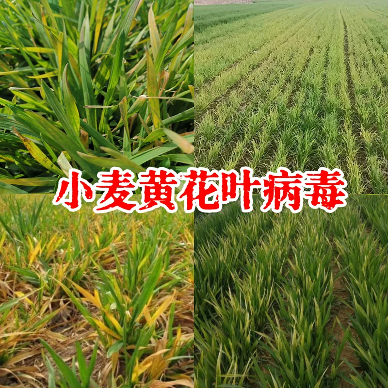 小麦黄化叶防治方案氨基酸水溶肥叶面肥