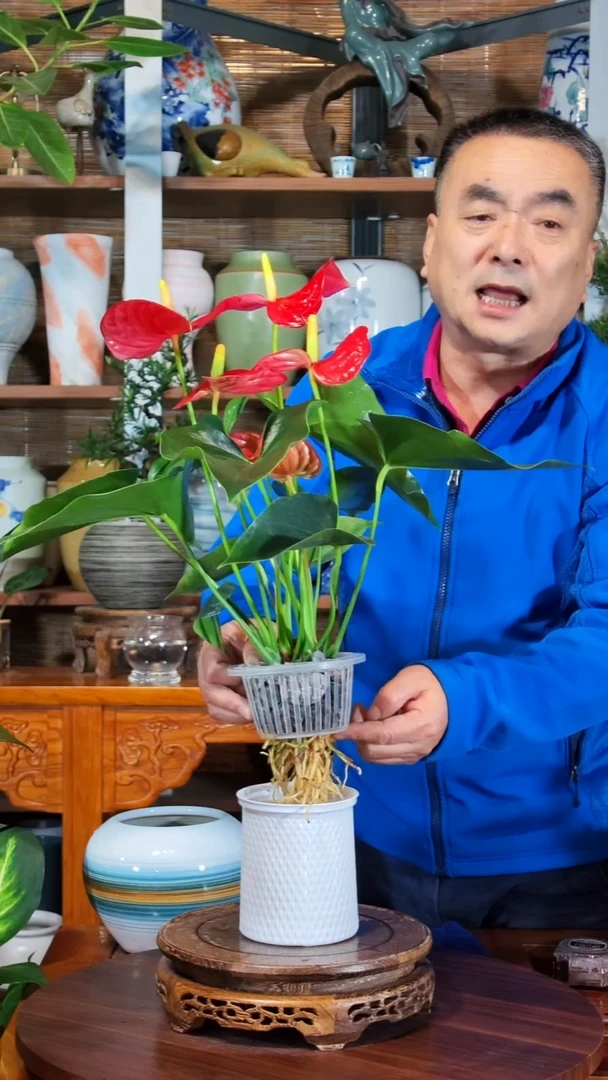 无花朵胖*儿水之韵水培红掌