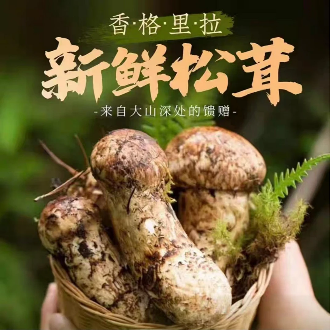 云南特产新鲜松茸菌人工采摘顺丰空运冷链包邮