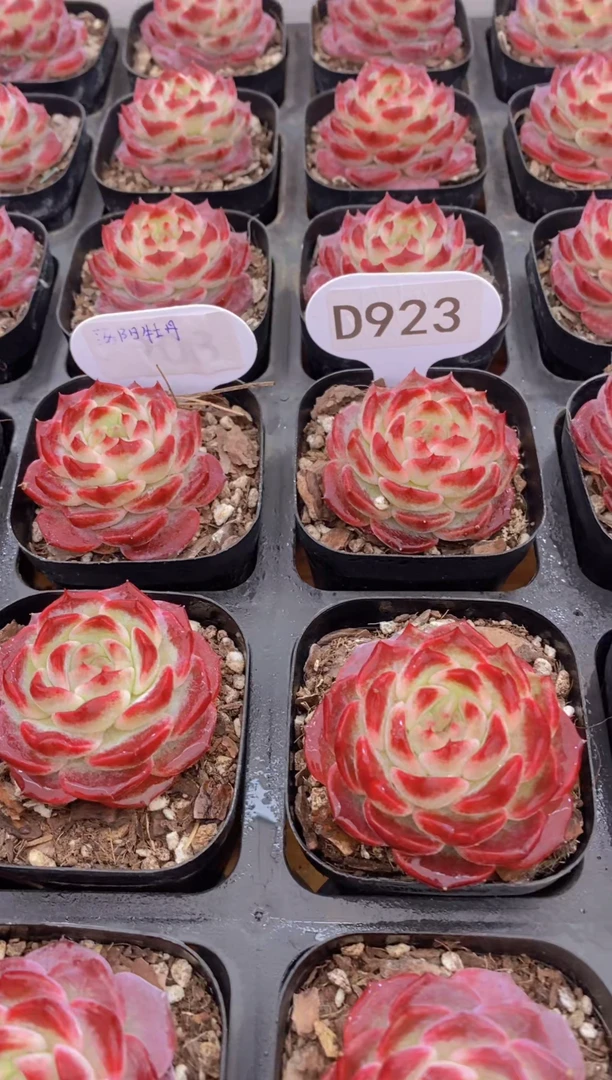 【闪购商品】D923-洛阳牡丹单头（量拍）