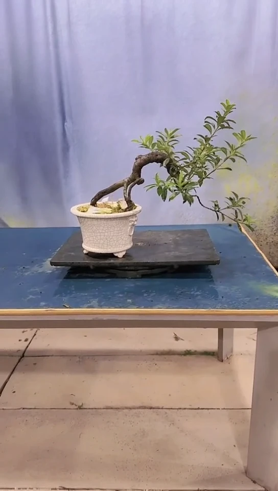 无花朵春花春花春花春花