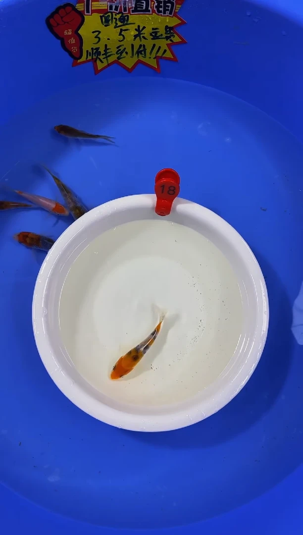 锦鲤活体二号链接