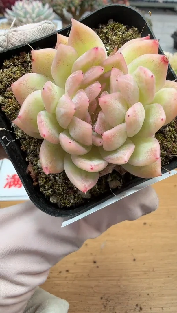 东云多肉园二店-263