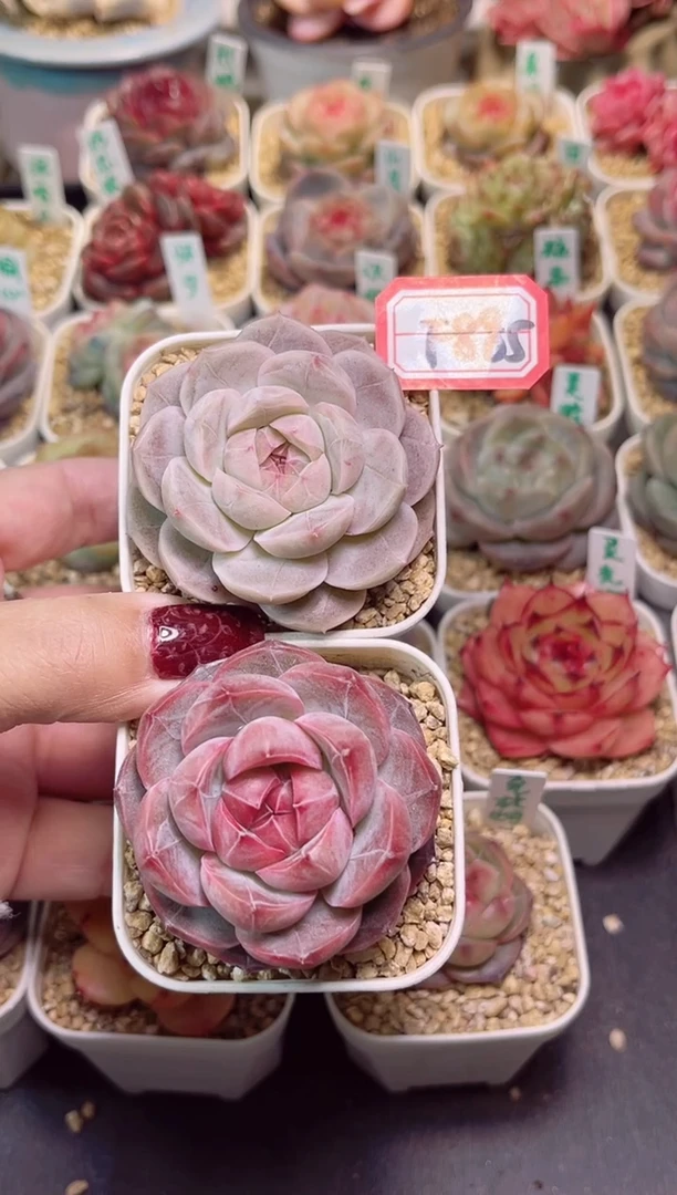 【闪购商品】F885如霜和紫瞳