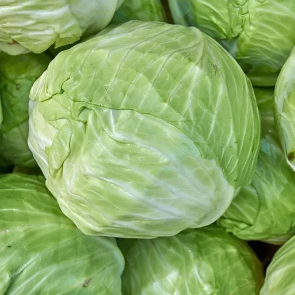 圆白菜一个约1000g-2500g