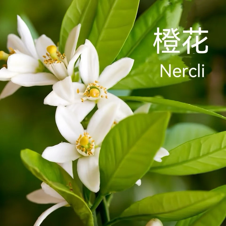 【吉米】墨西哥橙花小众网红阳台庭院植物耐寒好养稀有