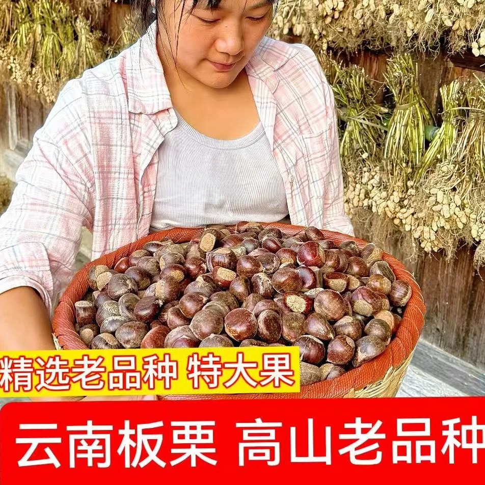 云南老树板栗 高山老品种 精选超大果 粉面香甜 吃出儿时味