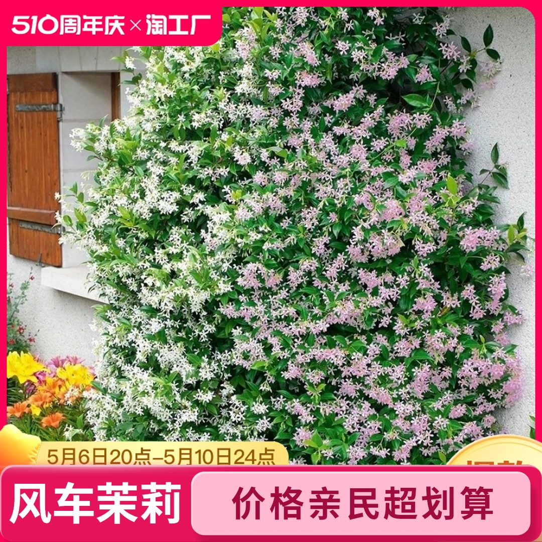 风车茉莉月季花盆栽大苗四季开花耐寒爬藤花卉庭院阳台绿植