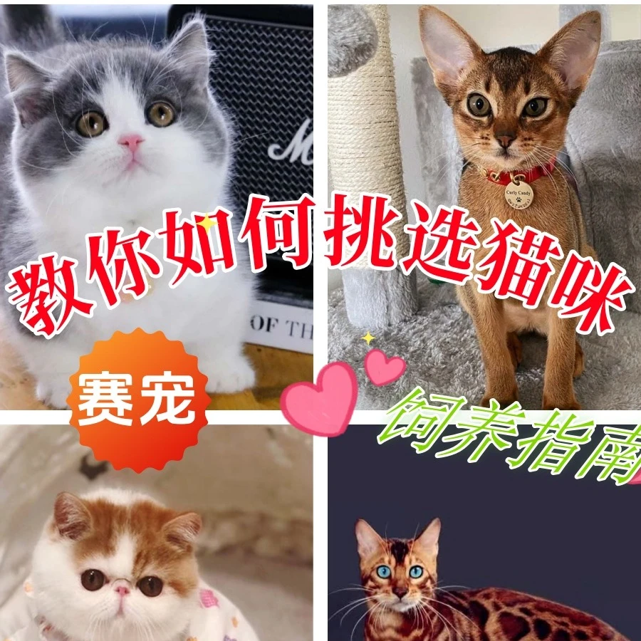 【一对一】终身 宠物猫 饲养指导课程