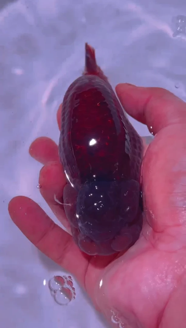 狮头鱼十*兰寿金鱼兰寿金鱼