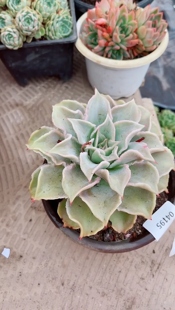 04195多肉植物一物一拍