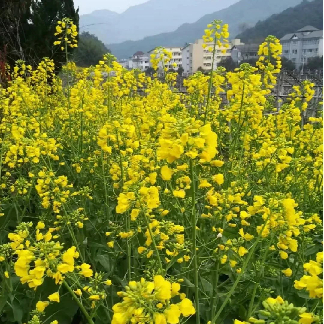 务川高山农家小黄菜籽油传统初榨营养浓香精选压榨