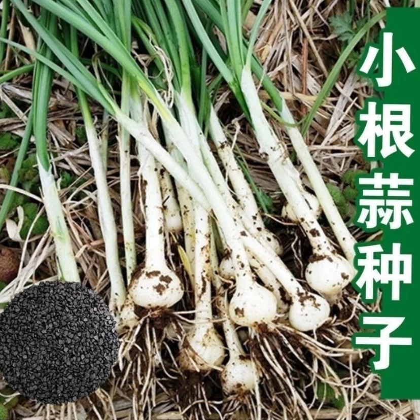 【小根蒜种子】山蒜大脑瓜儿东北地方特色春秋四季播