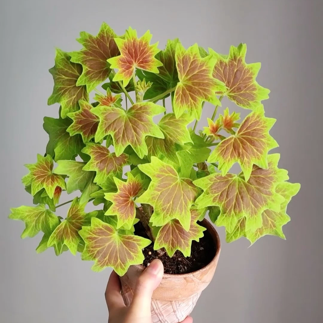 枫叶天竺葵 百年温哥华 花叶双看室内阳台室外庭院露台花镜盆栽苗