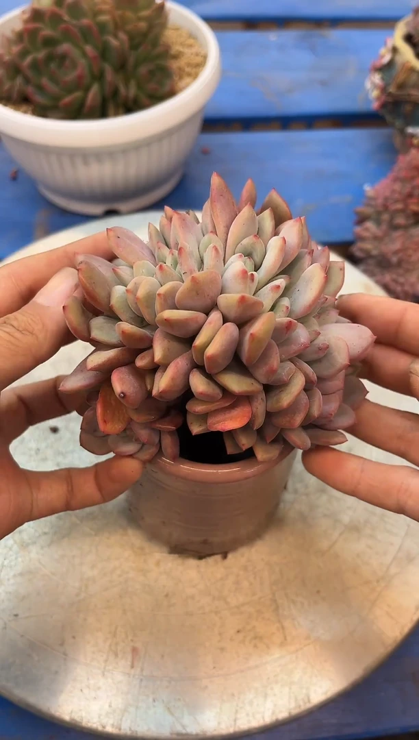 凌雪小朵缀 满20包邮发货