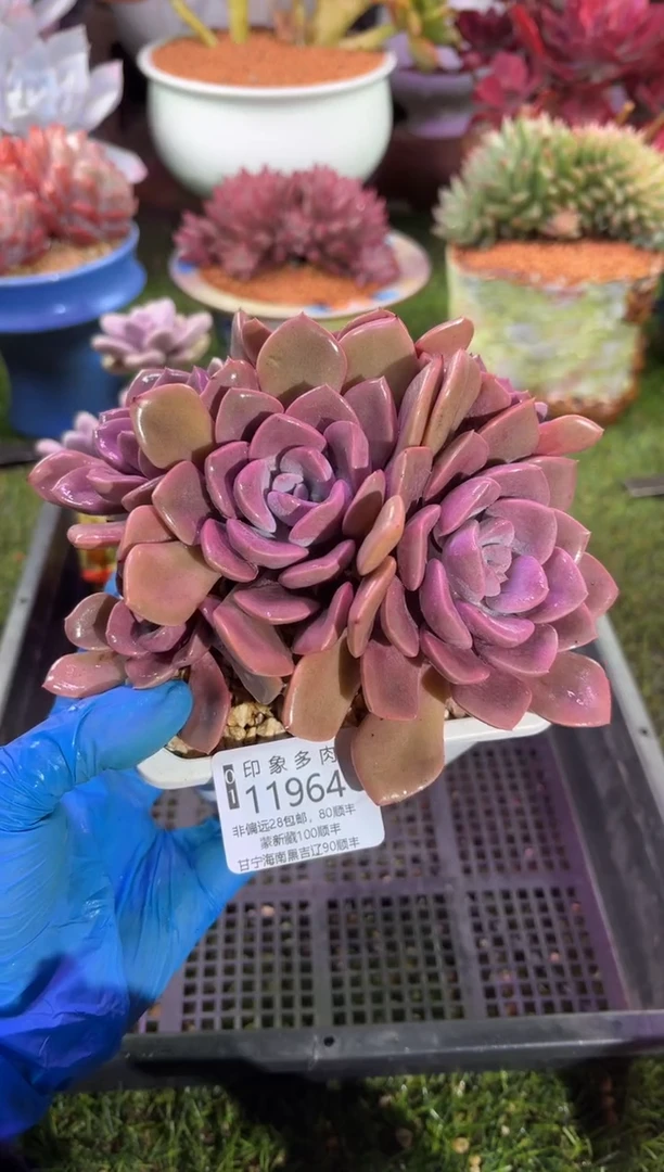 【闪购商品】11964